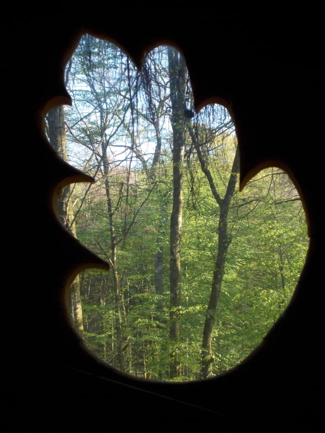 Fenêtre sur la forêt